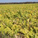 Radish-based cover crops are becoming less common as farmers look to fix more nitrogen with legumes.