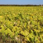 Farmers are making use of cover crops to manage numerous soil quality issues. Photo: John Greig