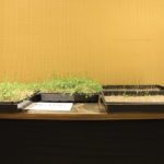 The three trays on the left represent 10,000 canola seeds that were not put through the Harrington Seed Destructor before researchers grew them out. The two trays on the right show the low germination rate of 10,000 canola seeds after researchers ran them through the Seed Destructor. Photo: Lisa Guenther