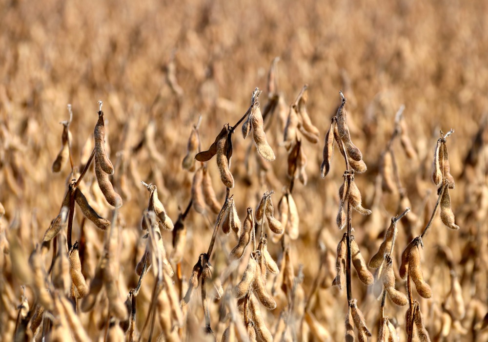 Rains in Brazil have meant a delayed soybean harvest.