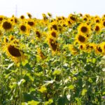 There are many different types of cover crop mixes being tried across North America. Photo: John Greig