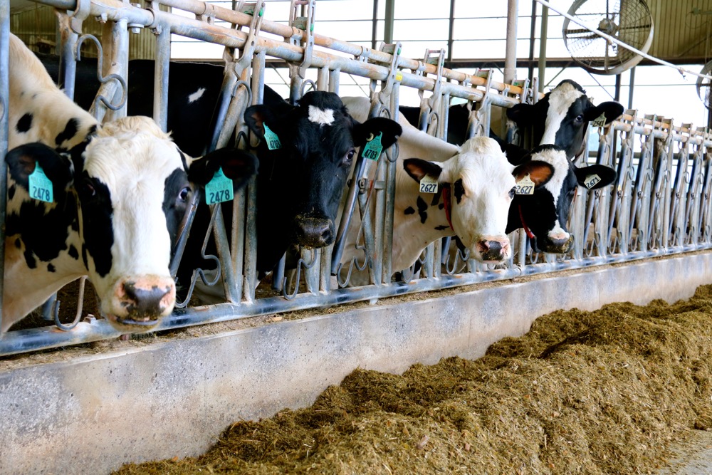 Farmers have been building more capacity on their farms to produce milk in new barns and renovations and that additional milk is now coming into the market.  Photo: John Greig