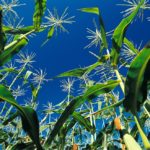 corn stalks