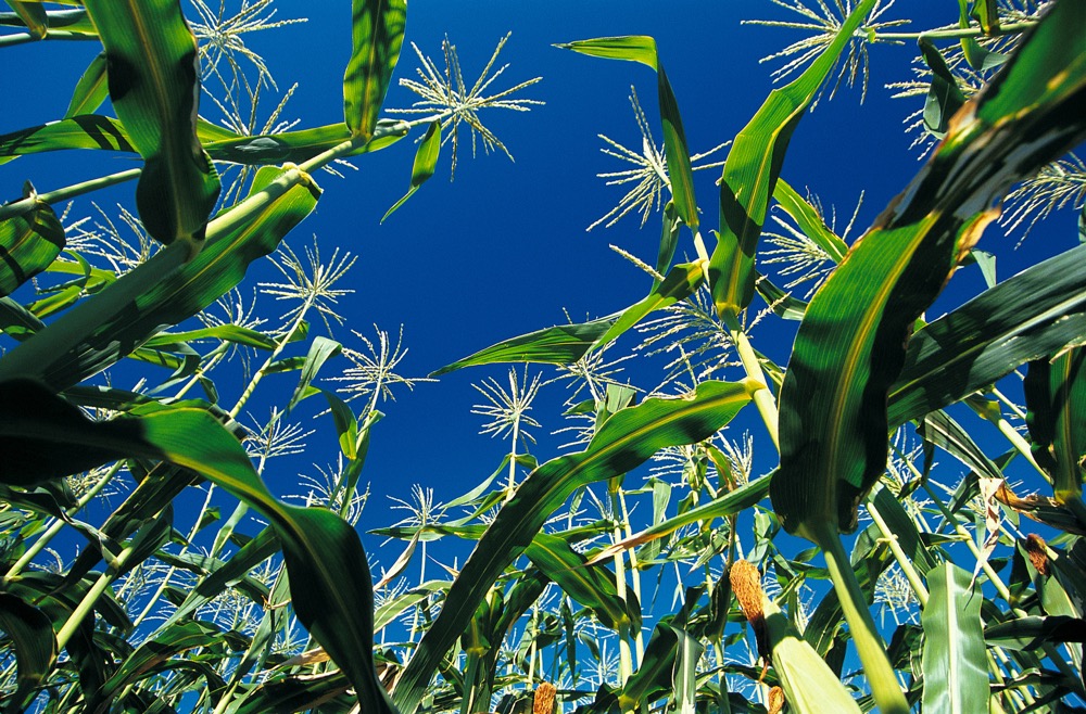 corn stalks