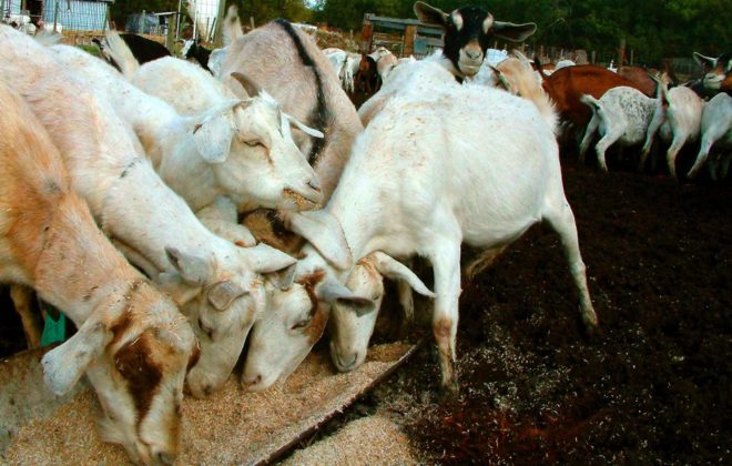 Seven tips for better dairy goat performance | Farmtario