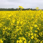 Clubroot can easily spread as farm equipment moves from one canola field to the next.