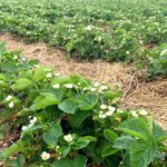 Horticultural farms employing temporary foreign workers have concerns about biosecurity around government audits.