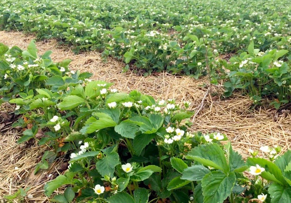 Horticultural farms employing temporary foreign workers have concerns about biosecurity around government audits.