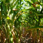 Corn planting expectations are down in the U.S., but stocks remain high.