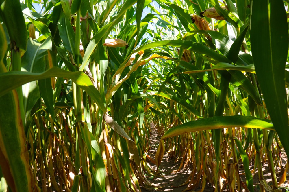 Corn planting expectations are down in the U.S., but stocks remain high.
