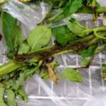 Dickeya dianthicola is causing more concern for potato growers in Ontario, although it is a new disease for fields here.