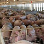 Hogs Inside an Iowa Swine Finishing Barn