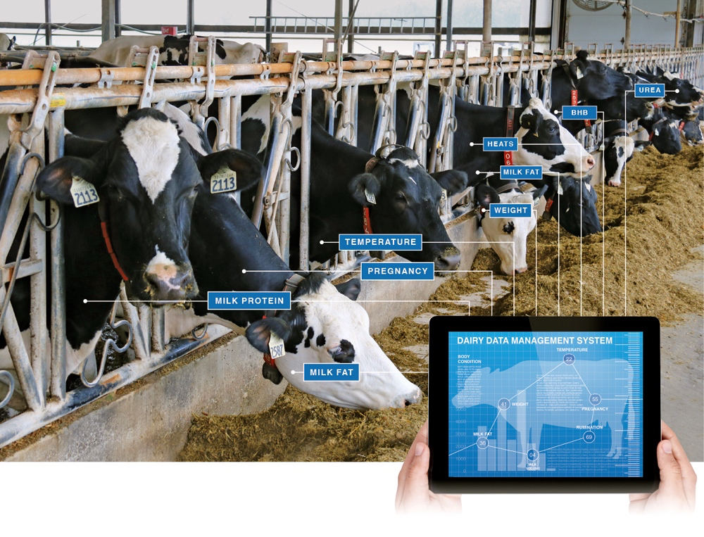 The big data dairy challenge