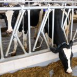 Cull cows with gait, hock or body condition issues are often discounted by cattle buyers at auctions.