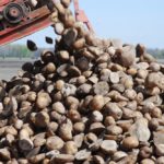 Seed potatoes loaded for planting. (File photo by Ralph Pearce)