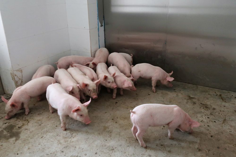 Multi-storey hog hotels elevate Chinese industrial farms to new levels