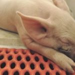 Newborn piglets under four weeks of age are considered to be at the greatest risk from the PED virus. (Laura Rance photo)