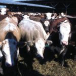 Merck wants to test Zilmax on 240,000 cattle but beef industry resists