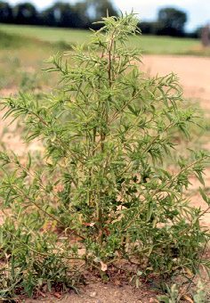 It’s assumed almost all kochia in Manitoba is already resistant to Group 2 herbicides, which will make glyphosate-resistant kochia that much tougher to control in crops such as, say, Roundup Ready soybeans. (Canola Council of Canada file photo)
