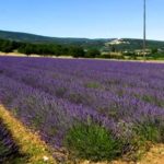 A field of lavender in Provence. The European Commission says payments to French farmers were excessive in relation to farmland declarations for the period from 2008 to 2012. (Cia.gov)
