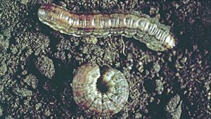 Cutworms. (Canola Council of Canada photo)
