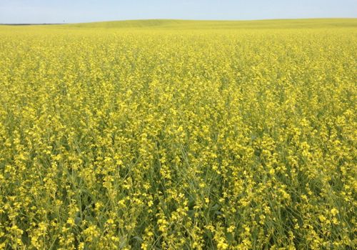 A carinata crop in flower near Minton, Sask., about 120 km west of Estevan. (Photo courtesy Agrisoma Biosciences)
