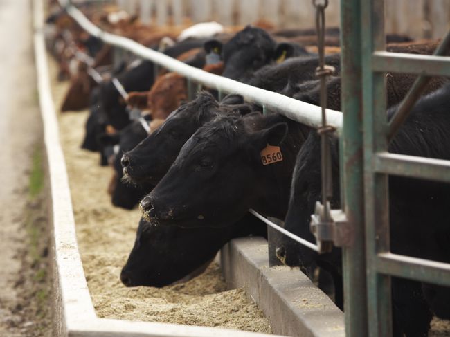 Klassen Feeder Cattle Supported On Positive Outlook Farmtario