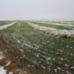 Swathed canola under snow at Barons, Alta. on Sept. 9. (Lee Hart photo)