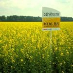 Nexera identity-preserved canola, such as this crop near High Bluff, Man. in 2013, will be available for growers to direct to the regular commodity market in 2015. (HealthierProfits.ca)