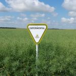 CS2000, shown here in field trials in August 2014, is billed as having “intermediate” resistance to the recently-discovered clubroot pathotype 5x. (BehindTheSeeds.ca)