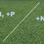 Can you spot the difference between the two sides of this wheat plot? Probably not, AAFC researchers say. (Environmental Science and Technology)