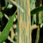 Stripe rust can cause significant yield losses for wheat growers. (Yue Jin photo courtesy ARS/USDA)