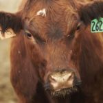 U.S. livestock: CME live cattle futures weak ahead of cash prices
