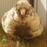 Chris, before shearing. (RSPCA-ACT.org.au)

