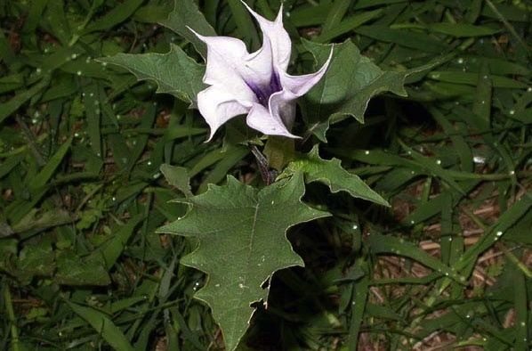 A jimsonweed bloom. (Patrick J. Alexander photo courtesy USDA-NRCS Plants Database)
