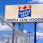 Maple Leaf swings to profit but shares slide