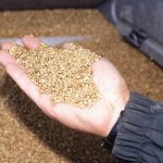 Producers are seeing poor returns when growing cereals, especially spring wheat, when compared with alternative crops. Photo: File