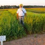 TBARS director Dr. Tarlok Singh Sahota shows off a test plot of black barley in this 2014 file photo.