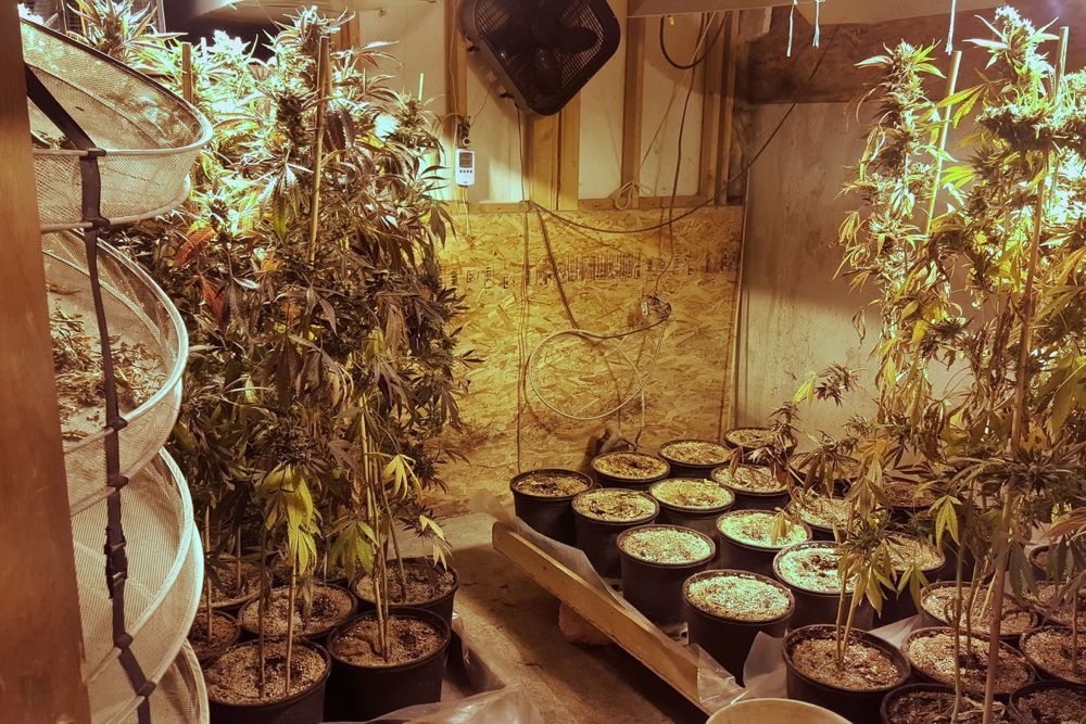 The former Conservative government cited safety concerns around home-grow operations — such as this illicit operation discovered by RCMP in the McCreary, Man. area in January — when it overhauled federal medical marijuana rules in 2013. (Photo courtesy Ste. Rose du Lac RCMP)
