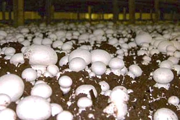 (Highline Mushrooms/Martketwired)
