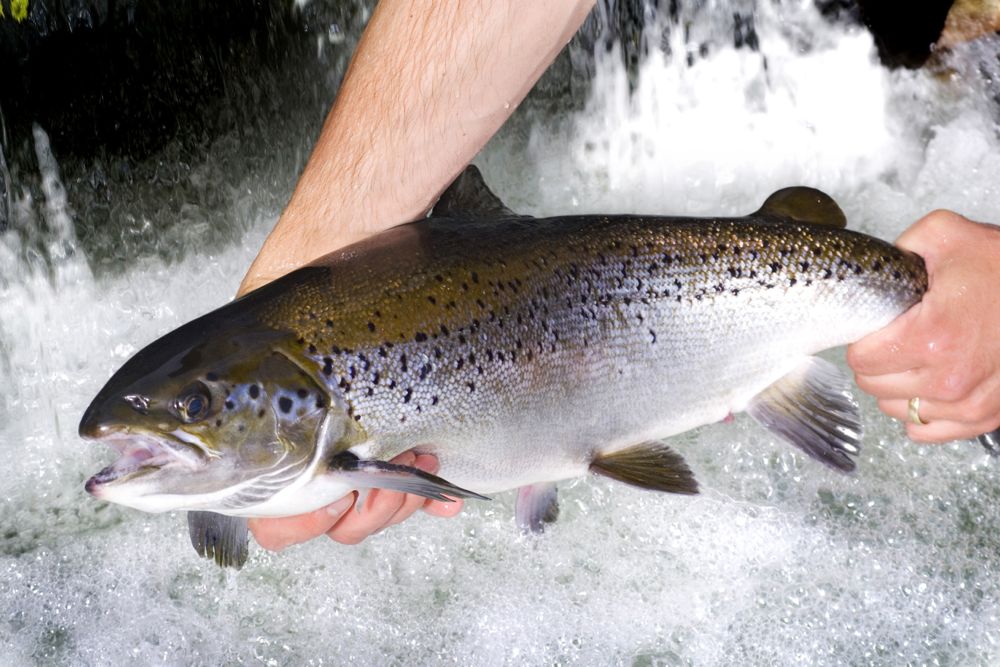 Atlantic salmon is one of the major species grown in aquaculture. (Troutlodge, Inc. photo courtesy ARS/USDA)
