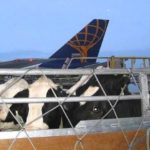 Canadian breeding cattle exports, such as these animals en route to Croatia by air in a CLGA file photo, now have access to Turkey. (CLiveGen.org)