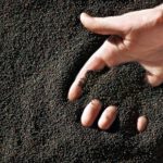Proposed Chinese canola dockage rules worry Canadian industry