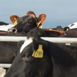 (Landcorp.co.nz)