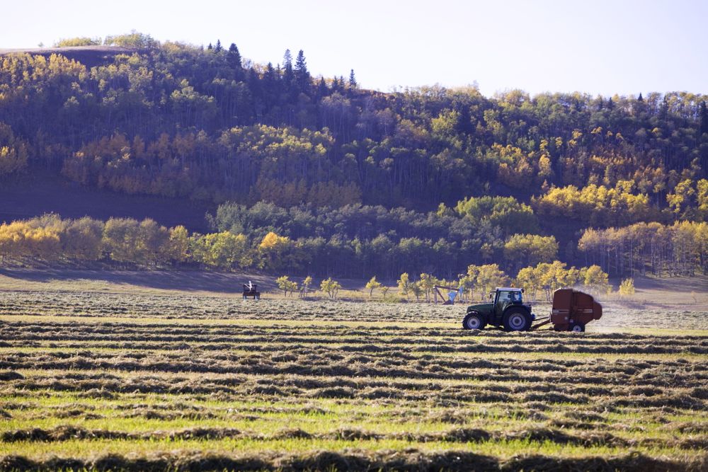 (Photo courtesy Canada Beef Inc.)
