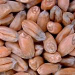 Mildew damage on individual kernels of CWRS wheat. (GrainsCanada.gc.ca)