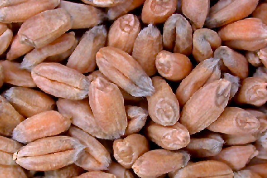 Mildew damage on individual kernels of CWRS wheat. (GrainsCanada.gc.ca)
