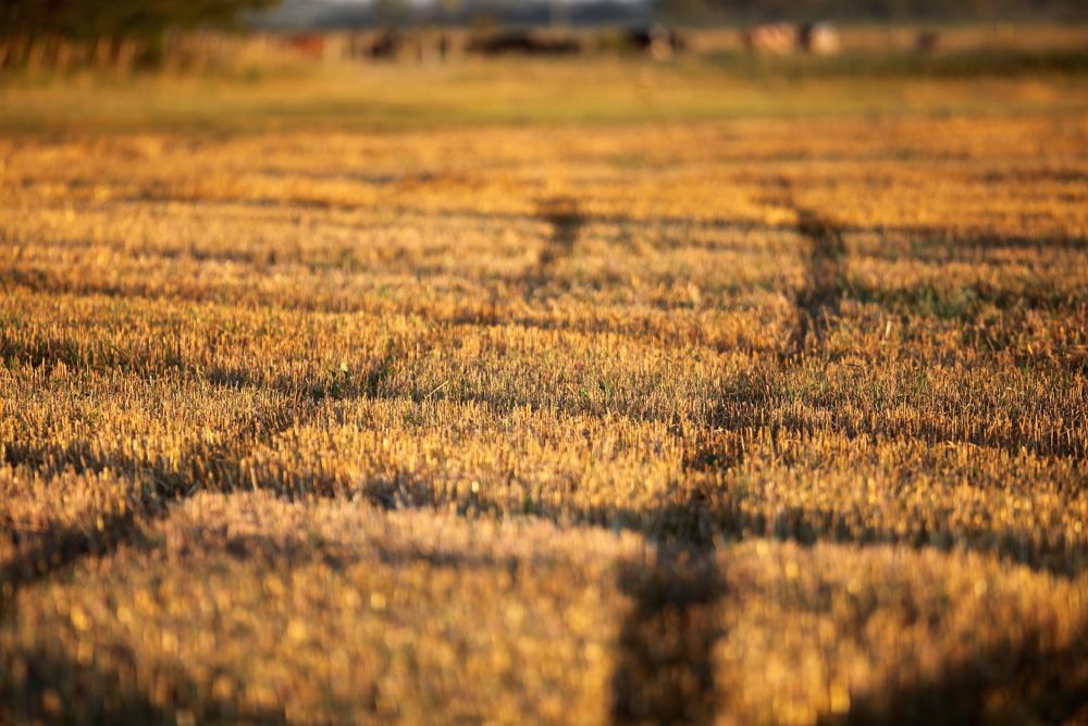 Stubble on a harvested oat field near Winnipeg. (Shannon VanRaes photo)
