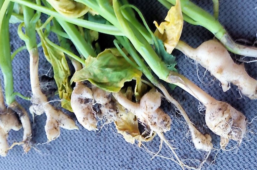 Canola plants with clubroot galls from a field near Verner, Ont., about 50 km west of North Bay. (OntarioCanolaGrowers.ca)
