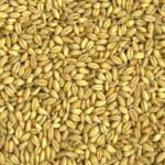 Soft white spring wheat. (StonehengeOrganics.com)
